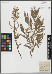 Foto von Salix alba L.